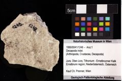 Foto (Objket + Etiketten) von Decapoda indet. 